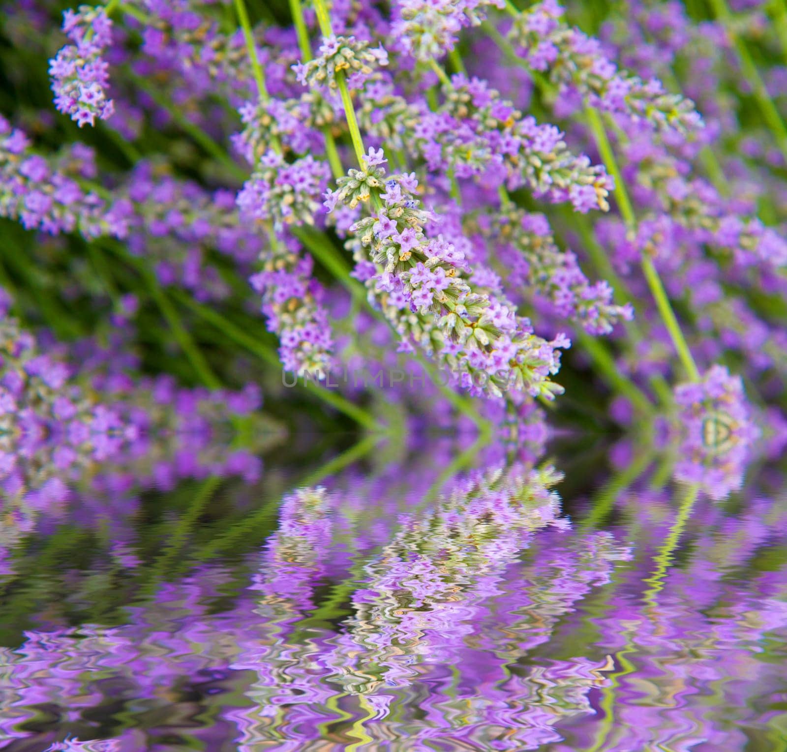 flowers of lavender