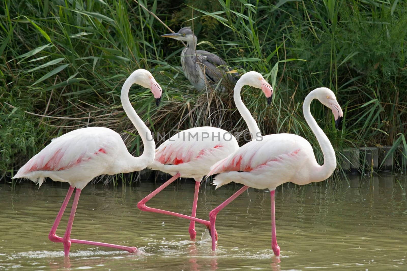 Group of three flamingos walking in a lake In the background sits heron.