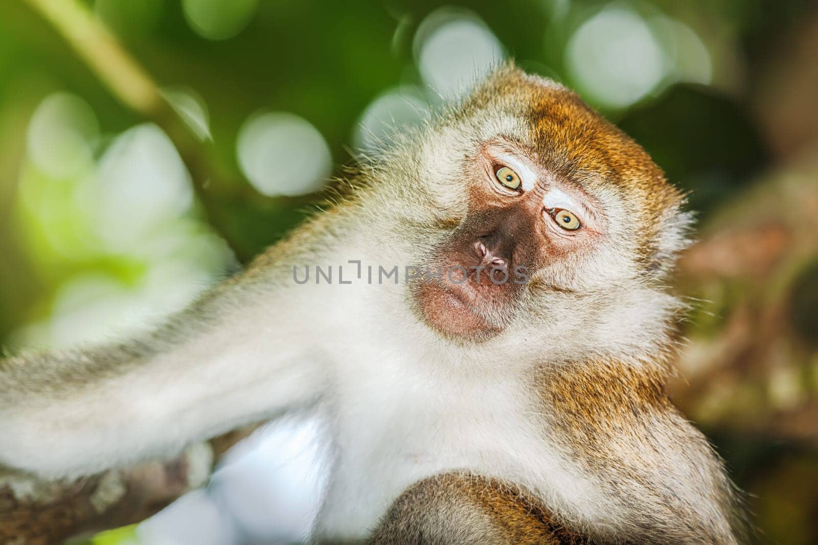 Portrait of the funny monkey
