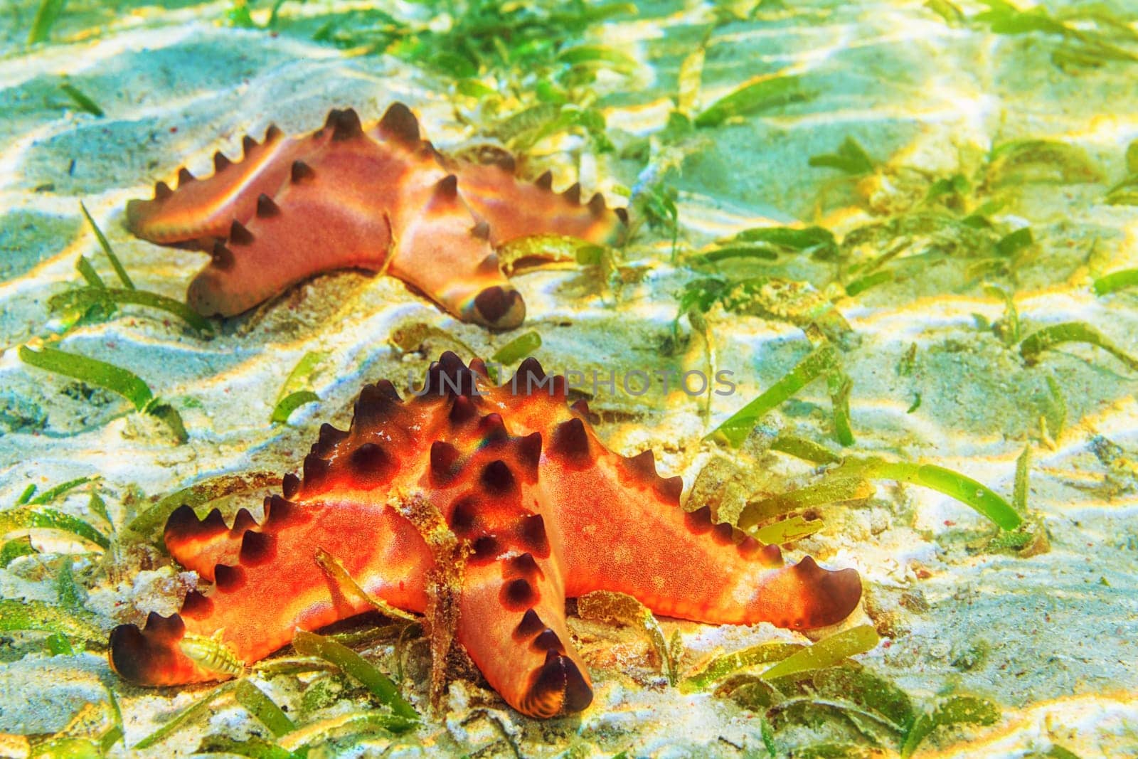 Two beautiful starfishes underwater
