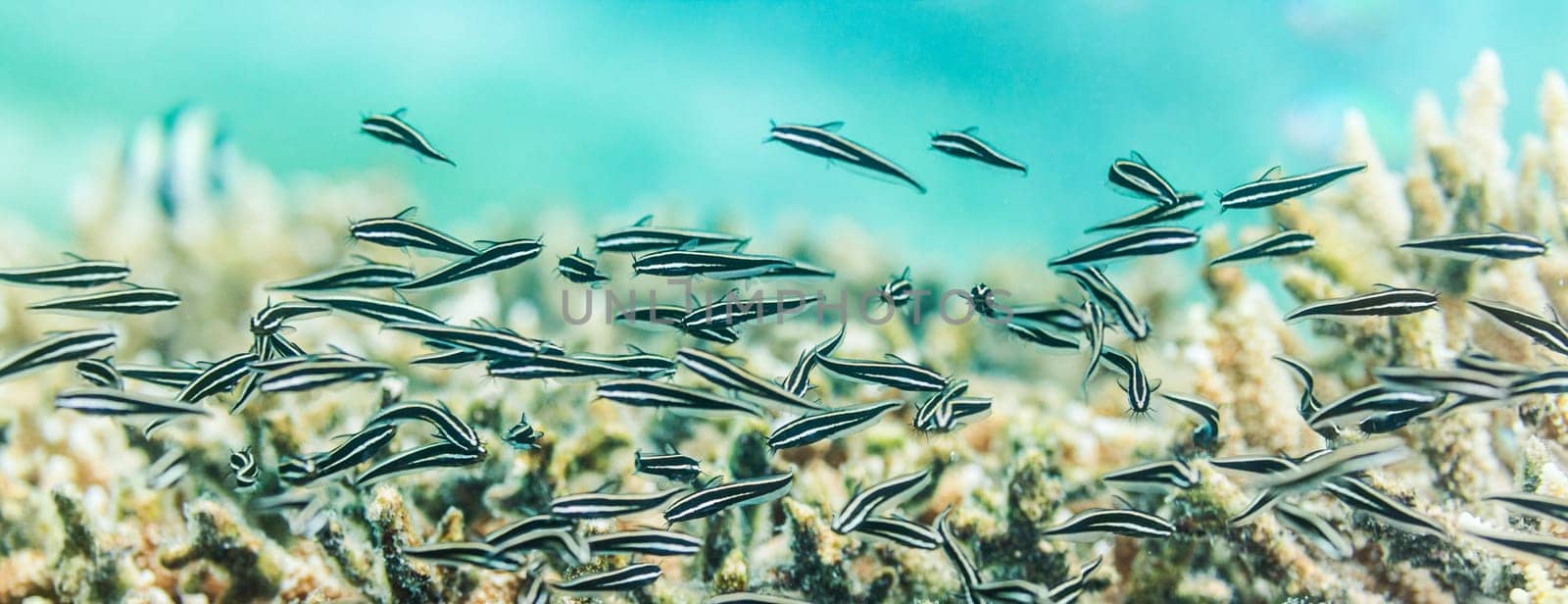 Underwater panorama. Catfishes and coral