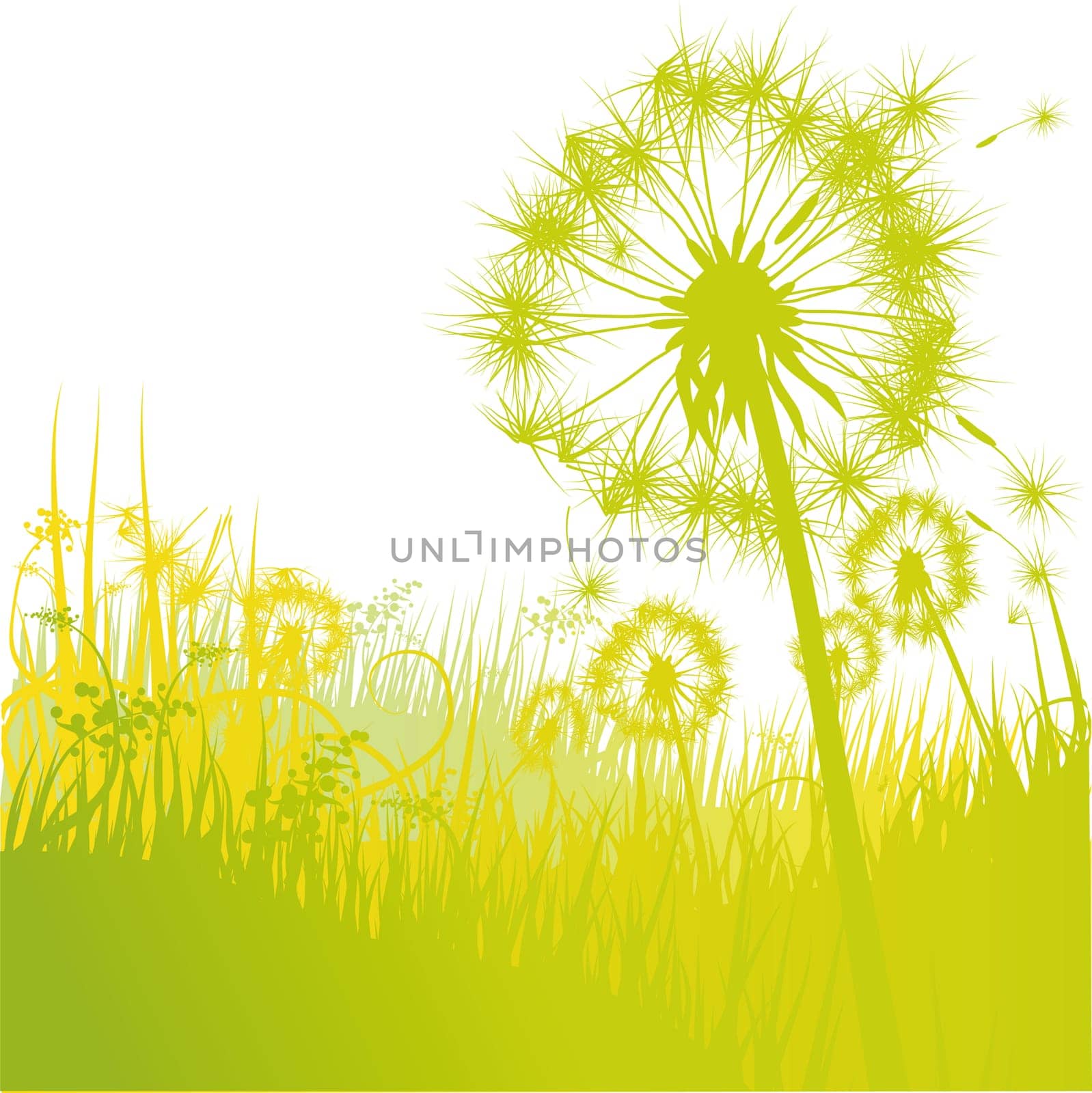 Blades of grass and dandelions