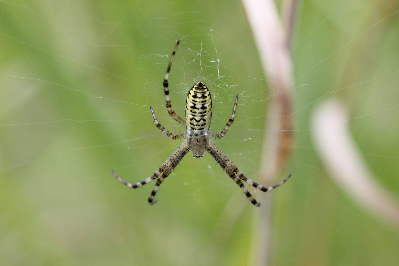 Wasp spider (Argiope bruennichi)