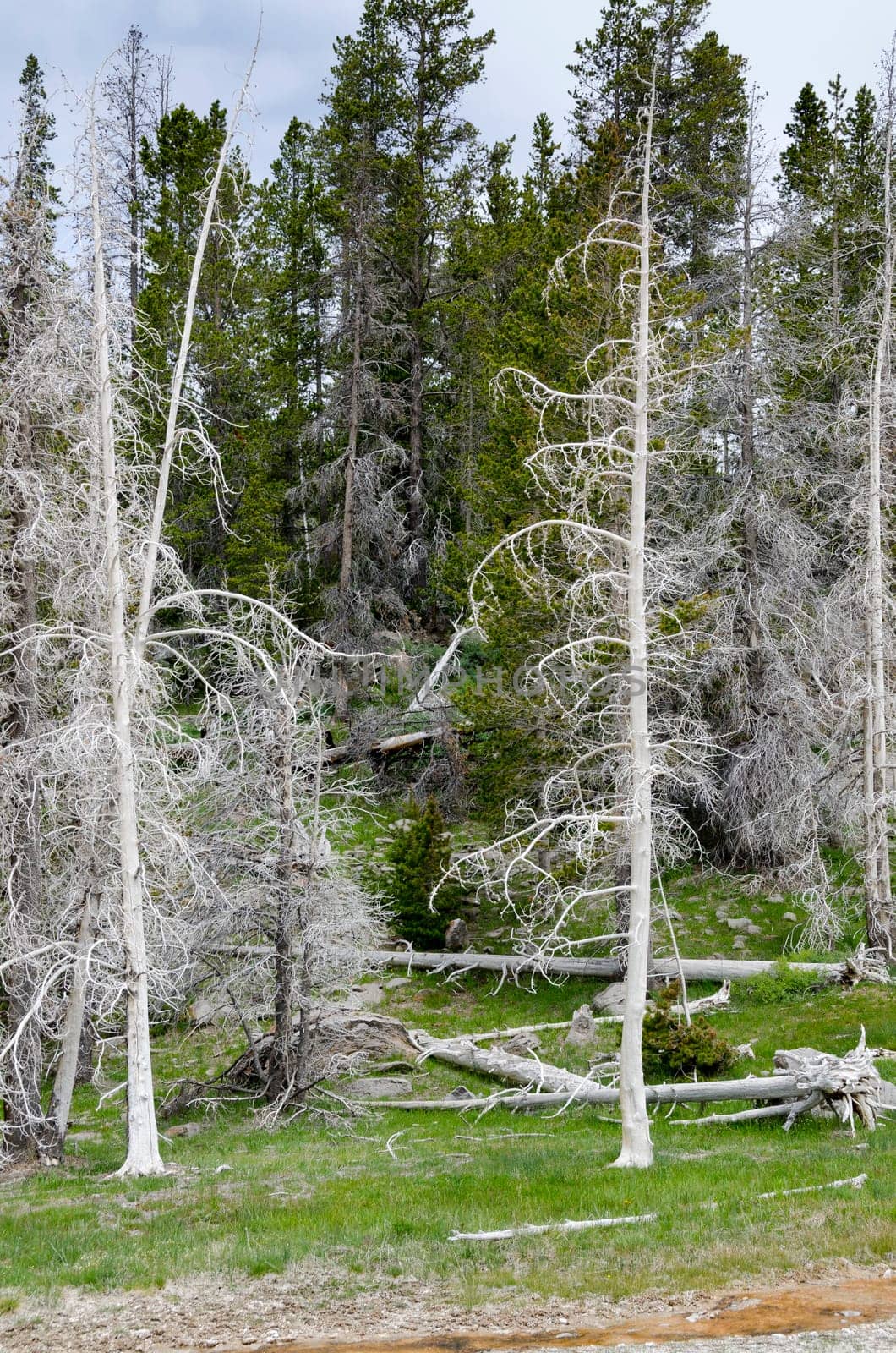 trees burned by Geyser in Yellowstone National Park in Wyoming in the United States of America