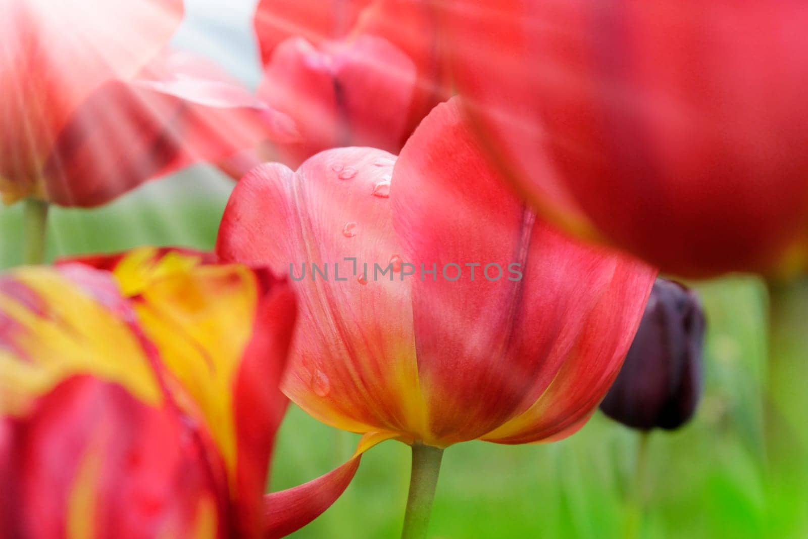 Tulips in spring sun