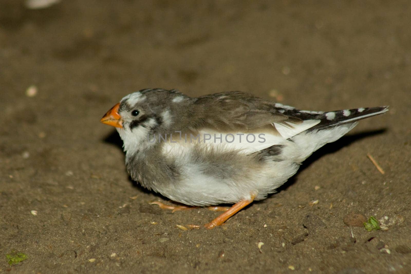 Zebra finch on the ground
