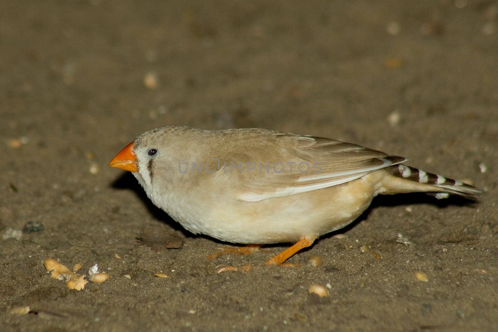 Female zebra finch sitting on the ground