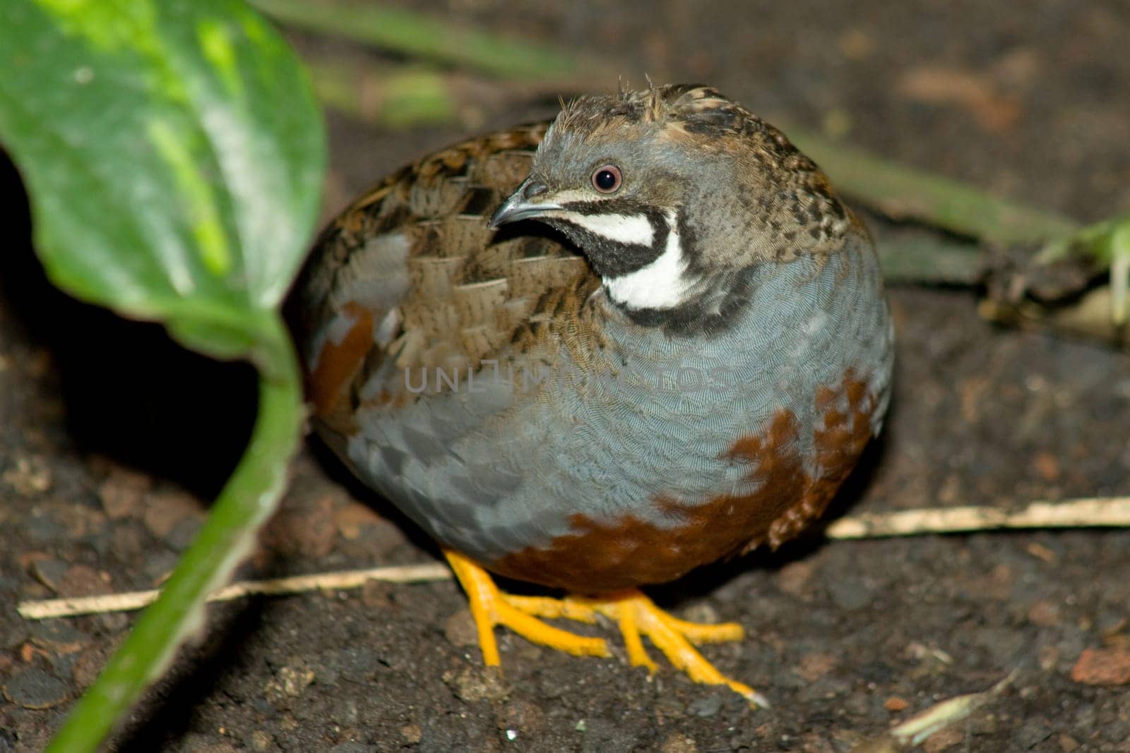 Young pygmy chicken in the run of the cage