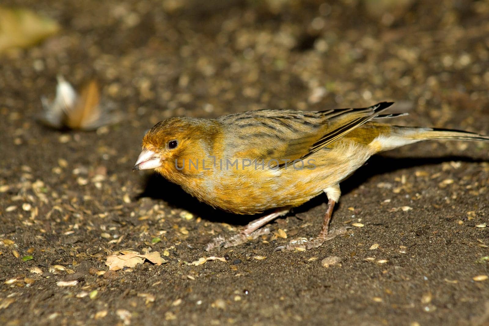Finch at the bottom of an aviary