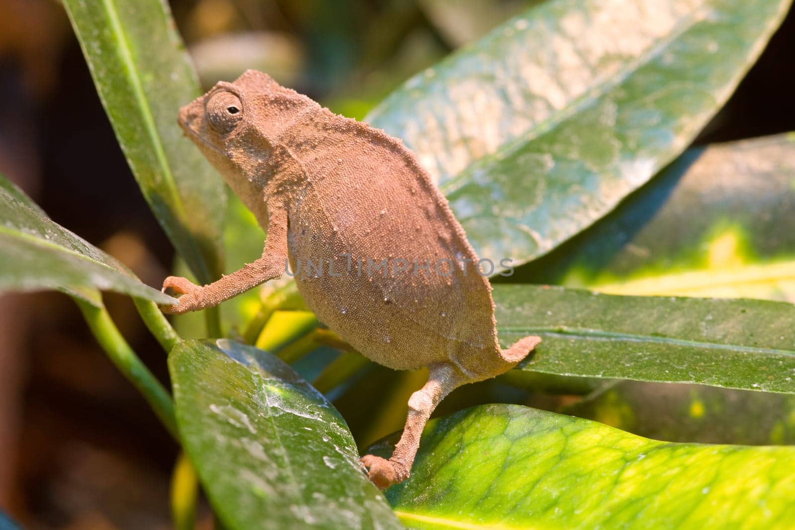 Dwarf chameleon sitting on a leaf