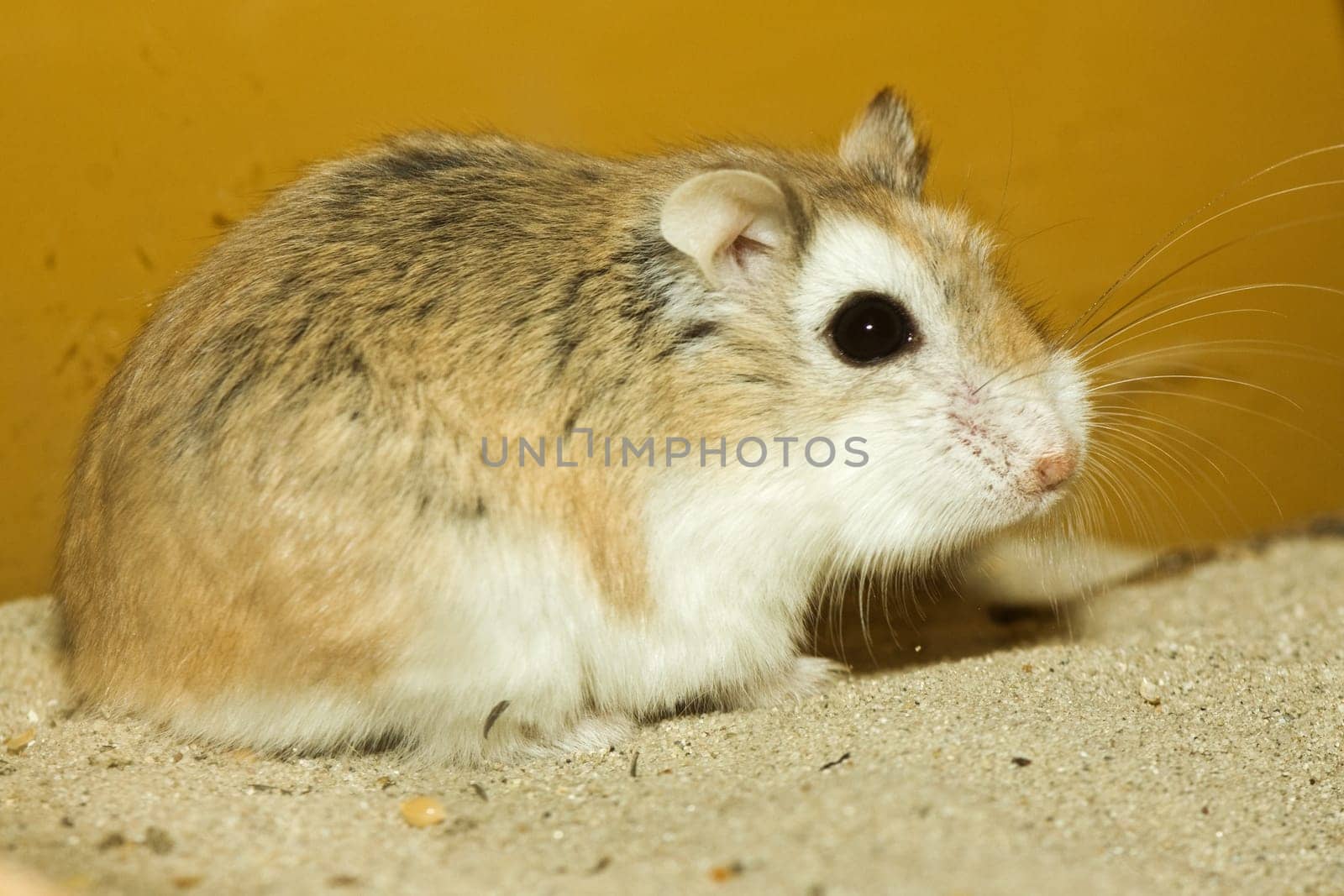 Small hamster in squatting position