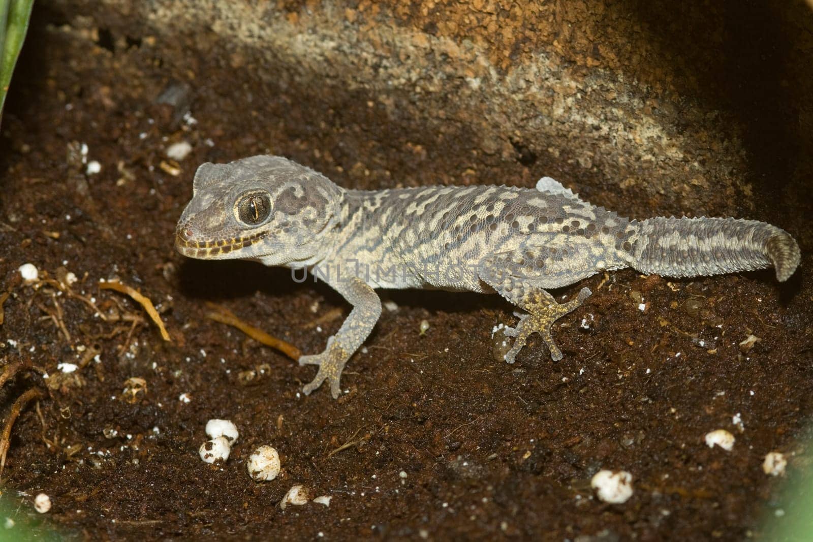 Little gecko sitting on the floor