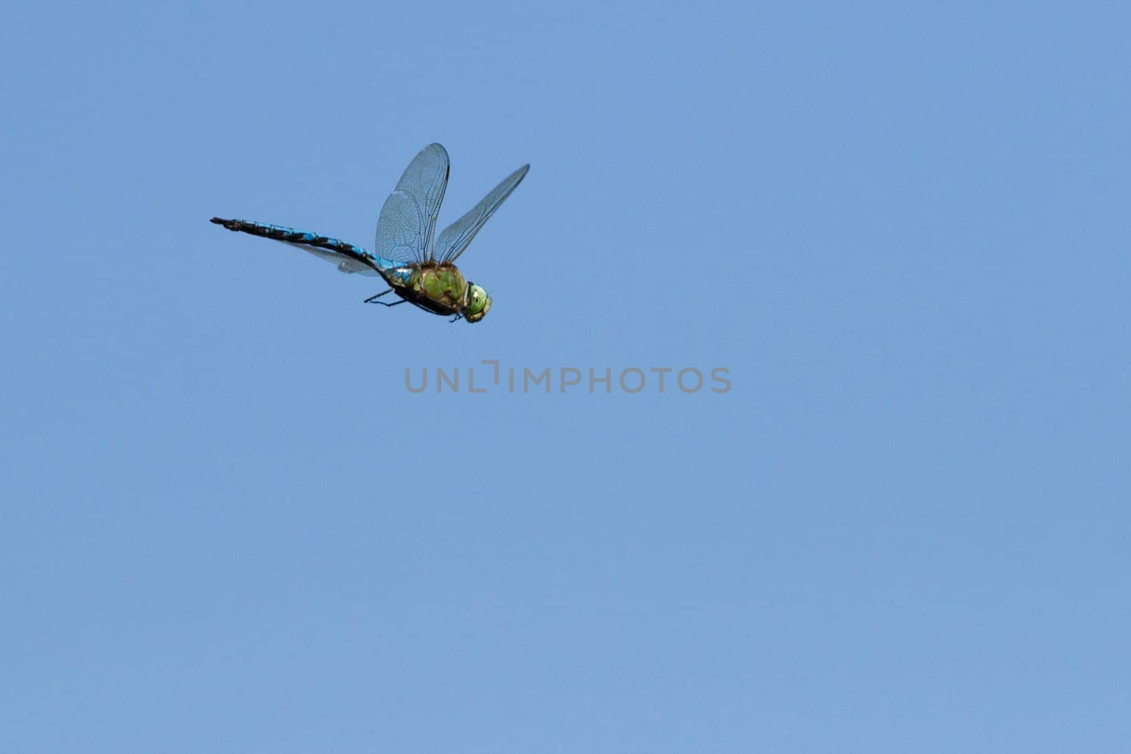flying dragonfly on blue sky
