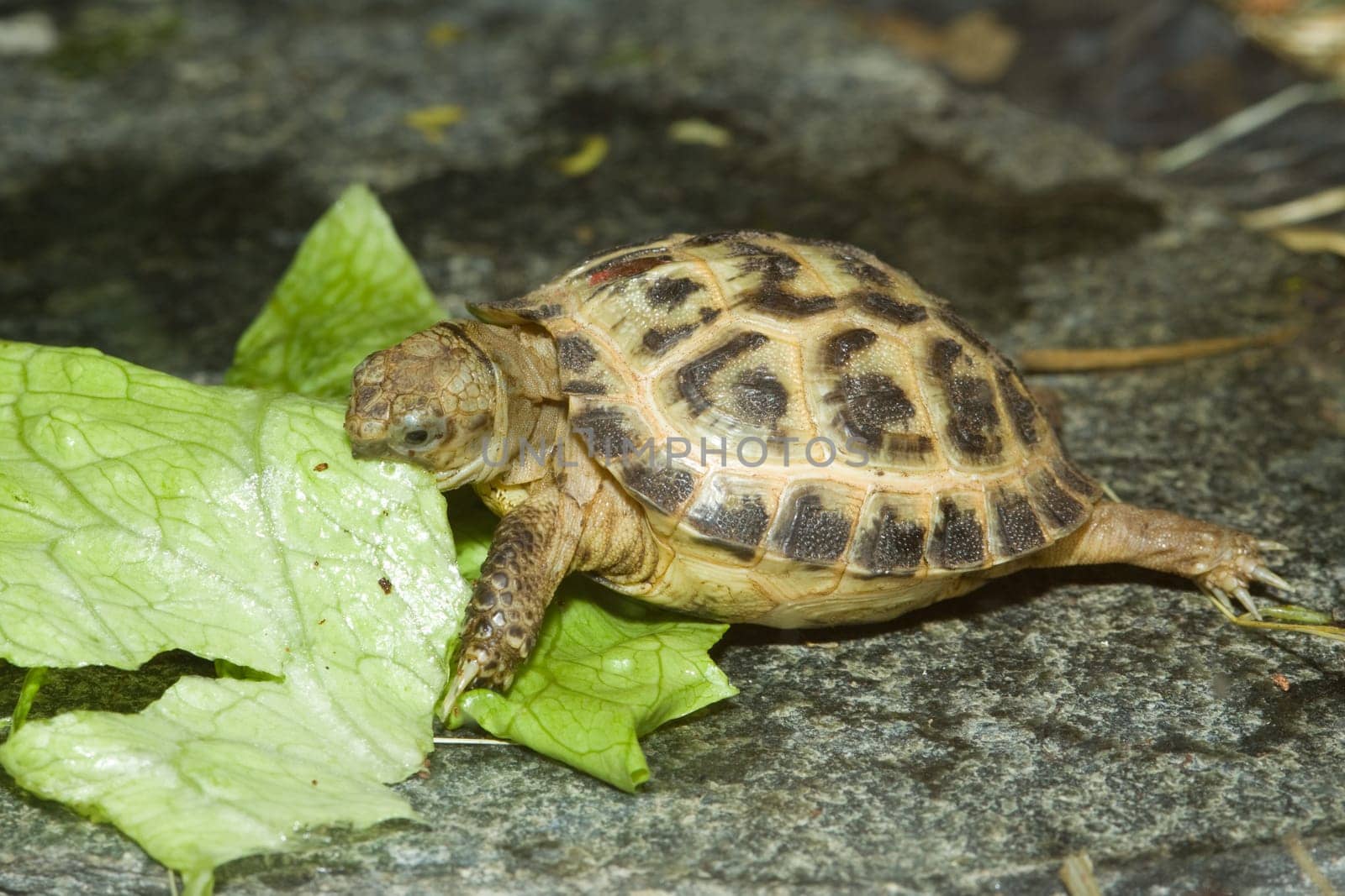 Turtle eats on a lettuce leaf
