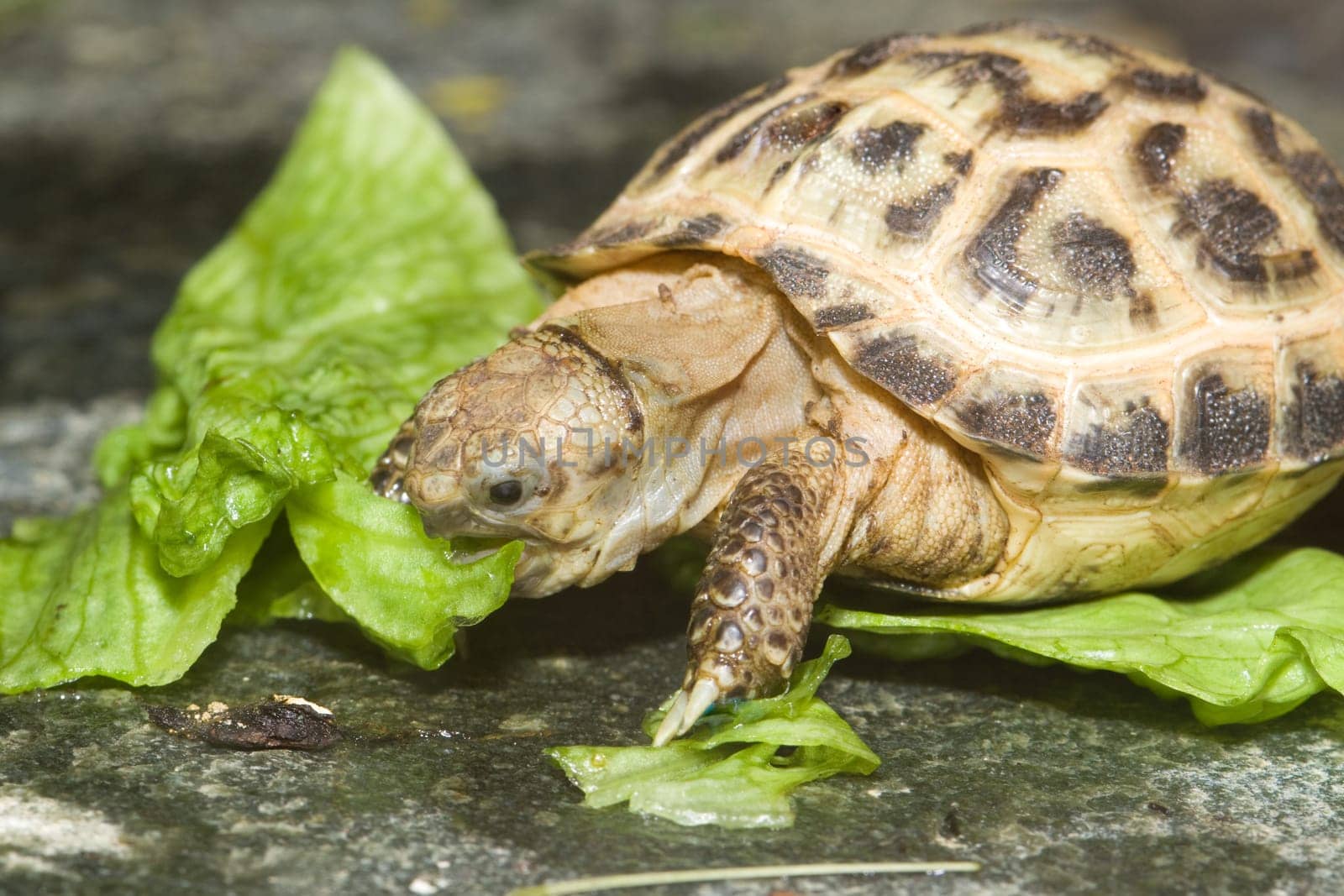 Turtle eats on a lettuce leaf