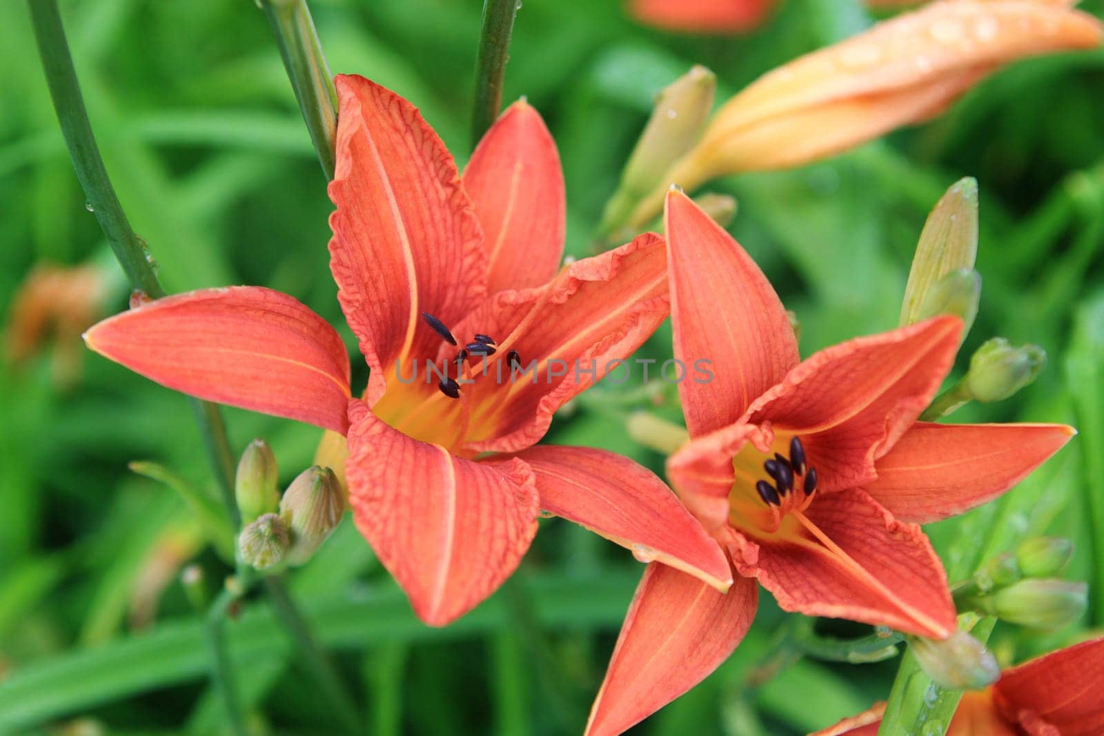 Edible flowers - daylily