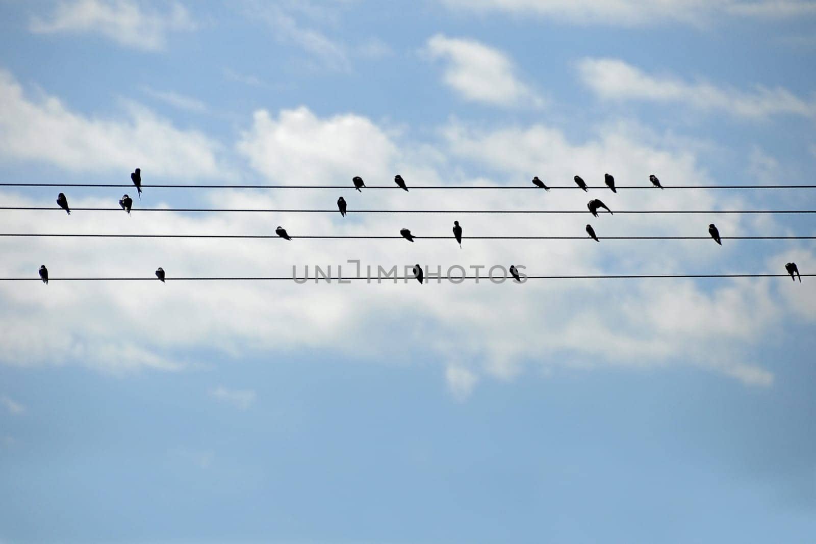 Starlings on power line