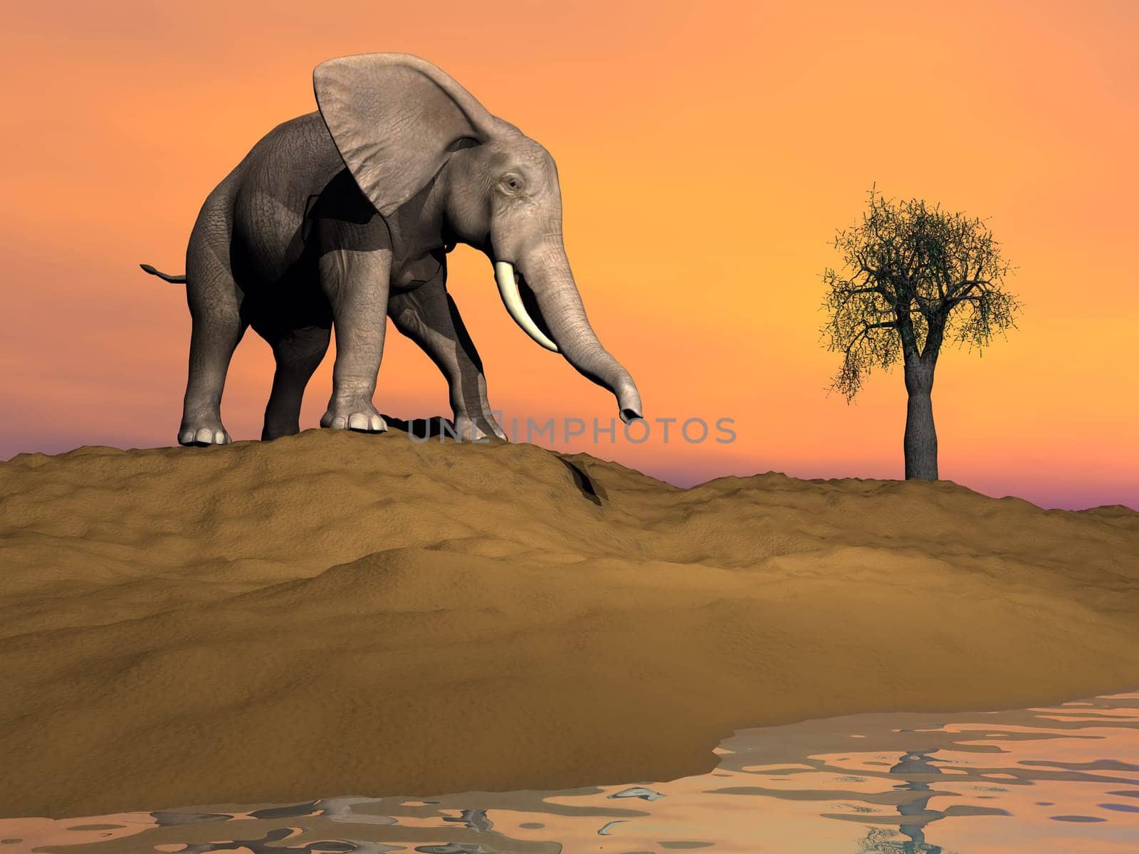 Elephant on a sand hill next to water ready to drink by sunset