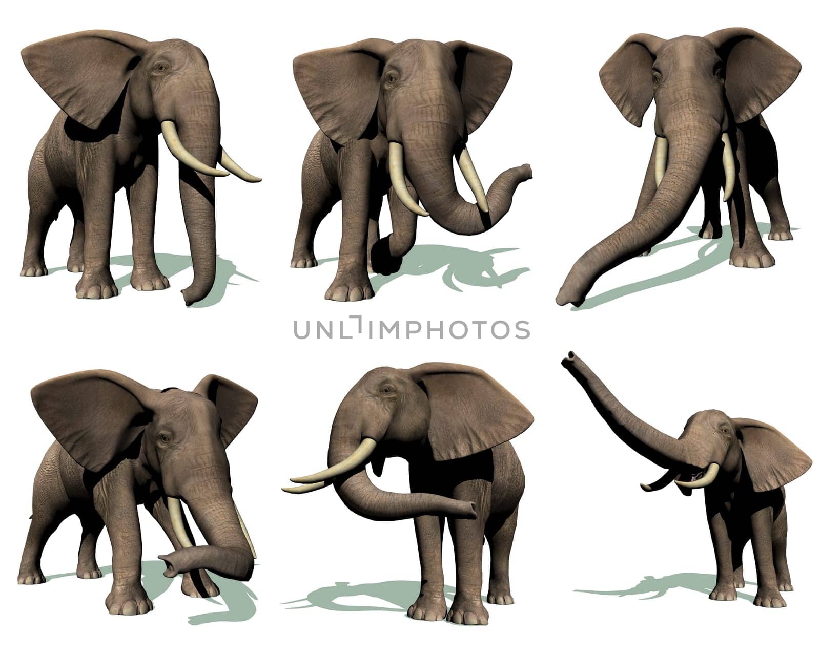 Set of six elephants in many position with their shadow in white background
