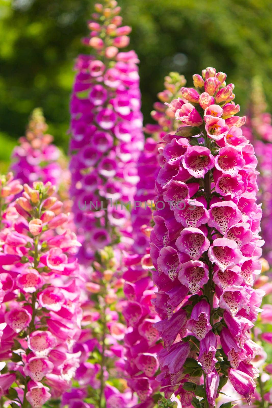 Pink Lupine flowers in bloom.  Vertical composition with focus on foreground.