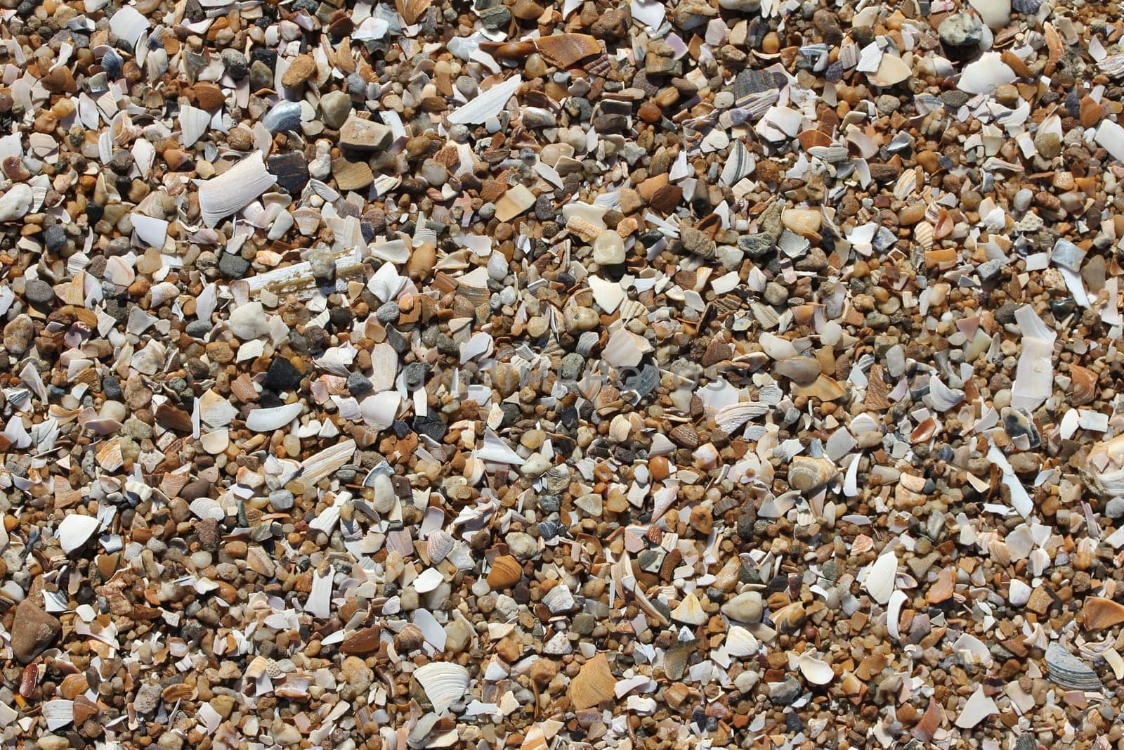 sand shell texture