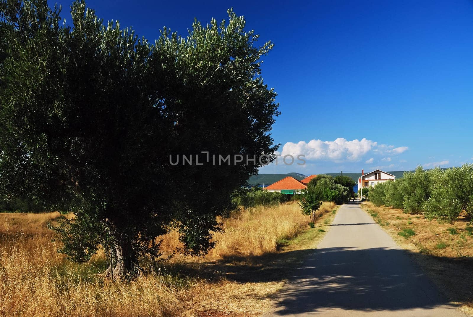 Olive tree path village Croatia