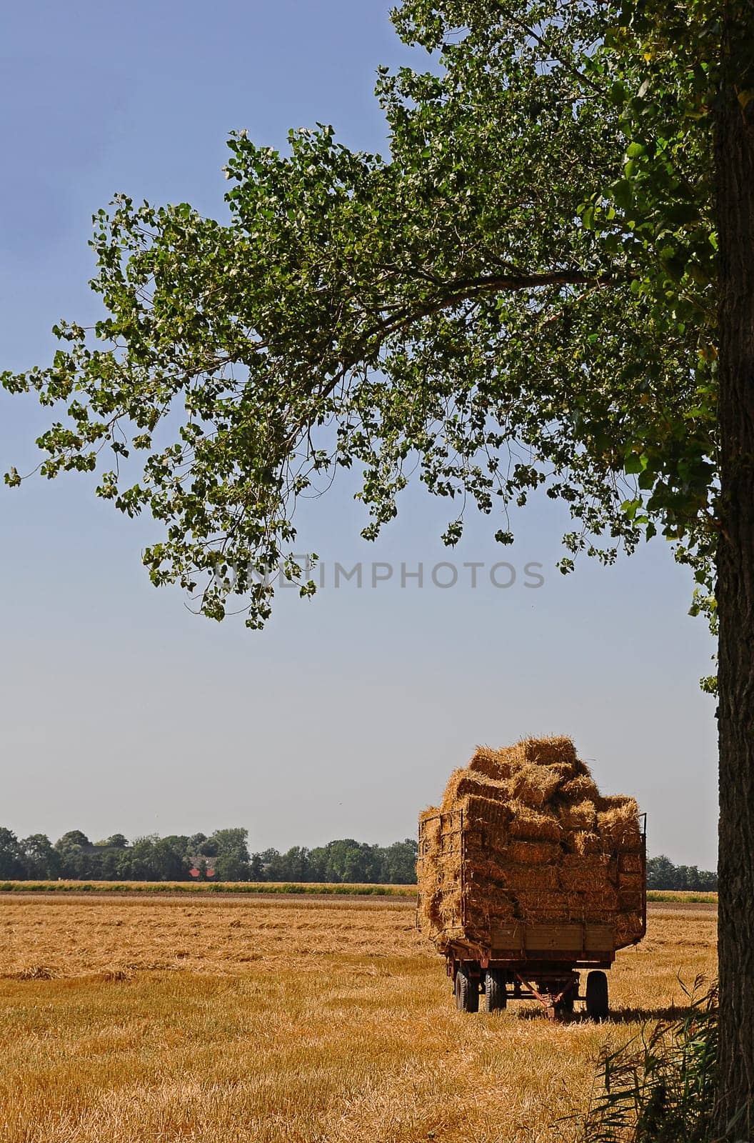 Grain field