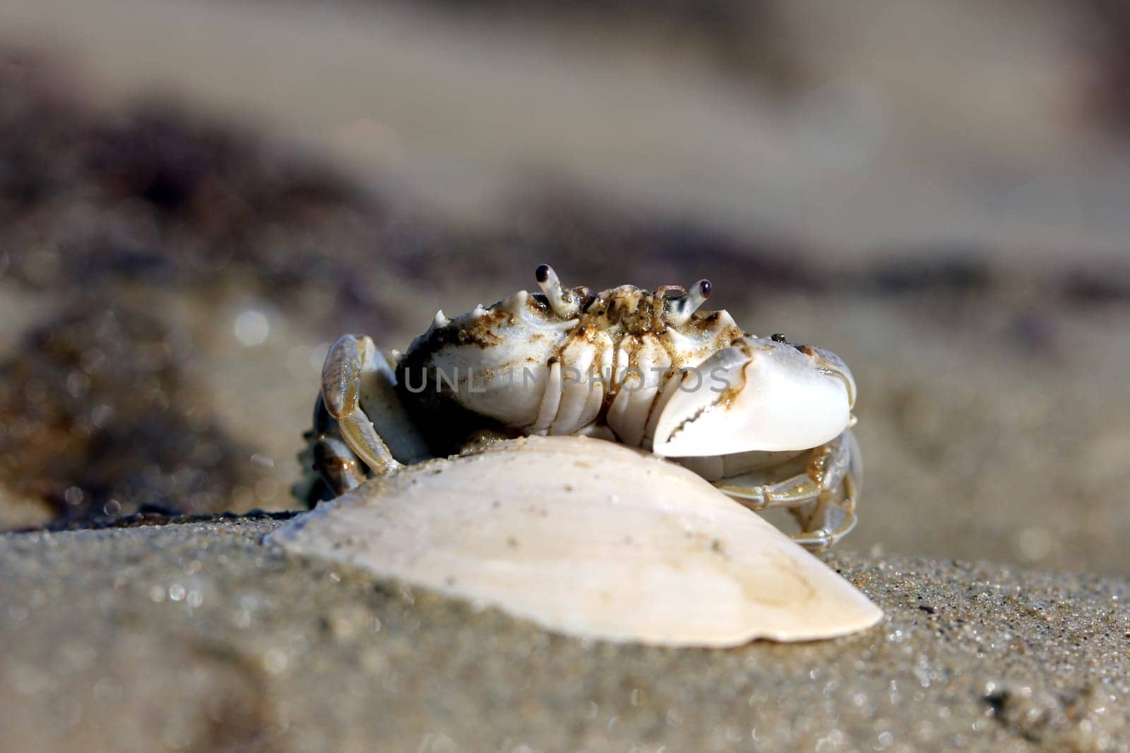 little beach crab in human hand