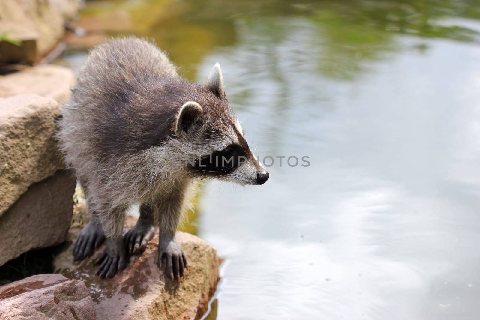 Young raccoon at the water
