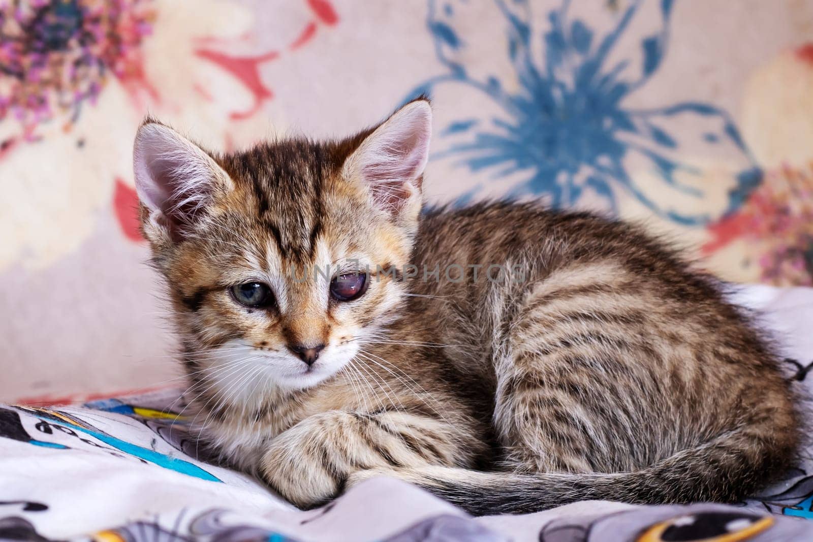 Little tabby kitten sleeping at home close up