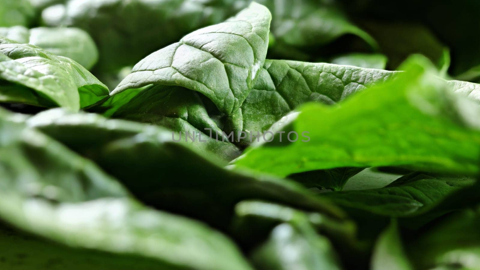 Closeup macro photo of large spinach leaves, with few water drops. by Ivanko