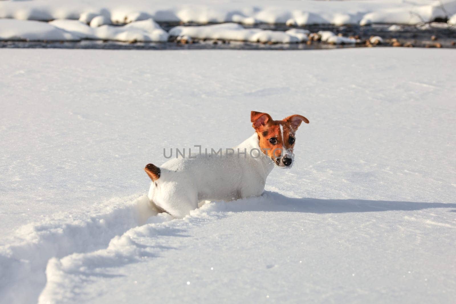 Small Jack Russell terrier crawling in deep snow, ice crystals on her nose and mouth, river in background by Ivanko