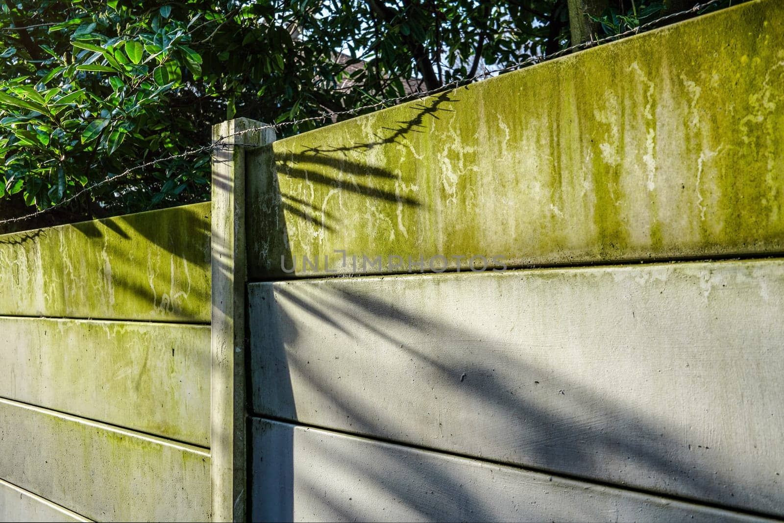 Morning sun shines on fence made out of concrete plates, green from rain made algae, and barbed wire on top by Ivanko