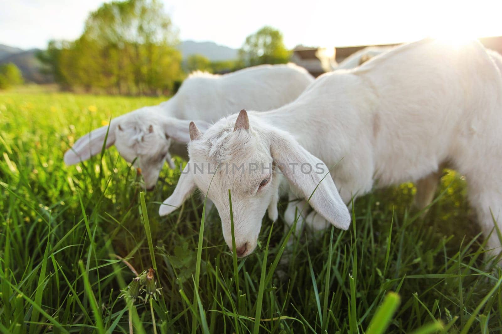 White goat kids grazing on spring meadow, wide low angle photo with strong sun backlight by Ivanko