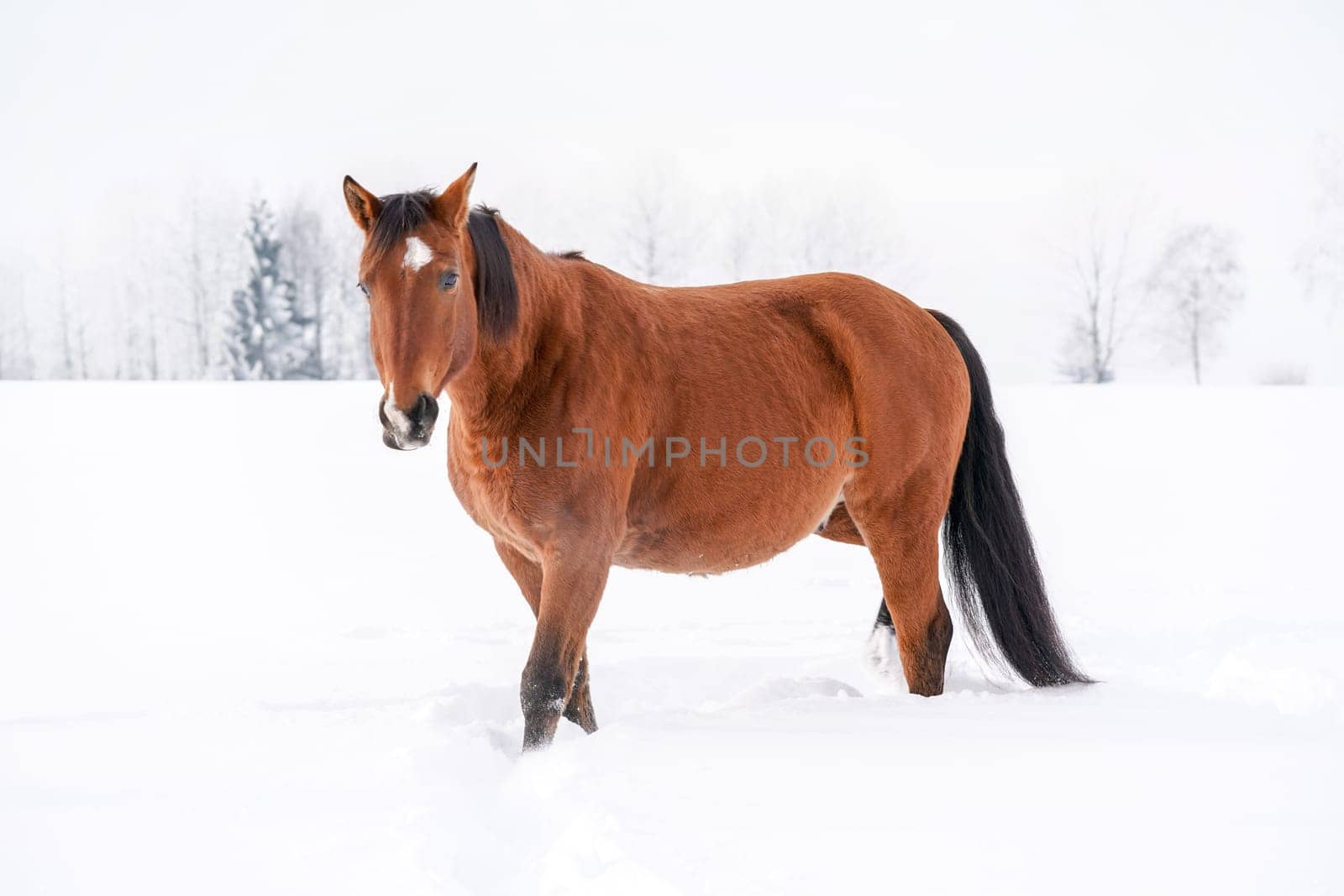 Brown horse on snow, field, blurred trees behind her. by Ivanko