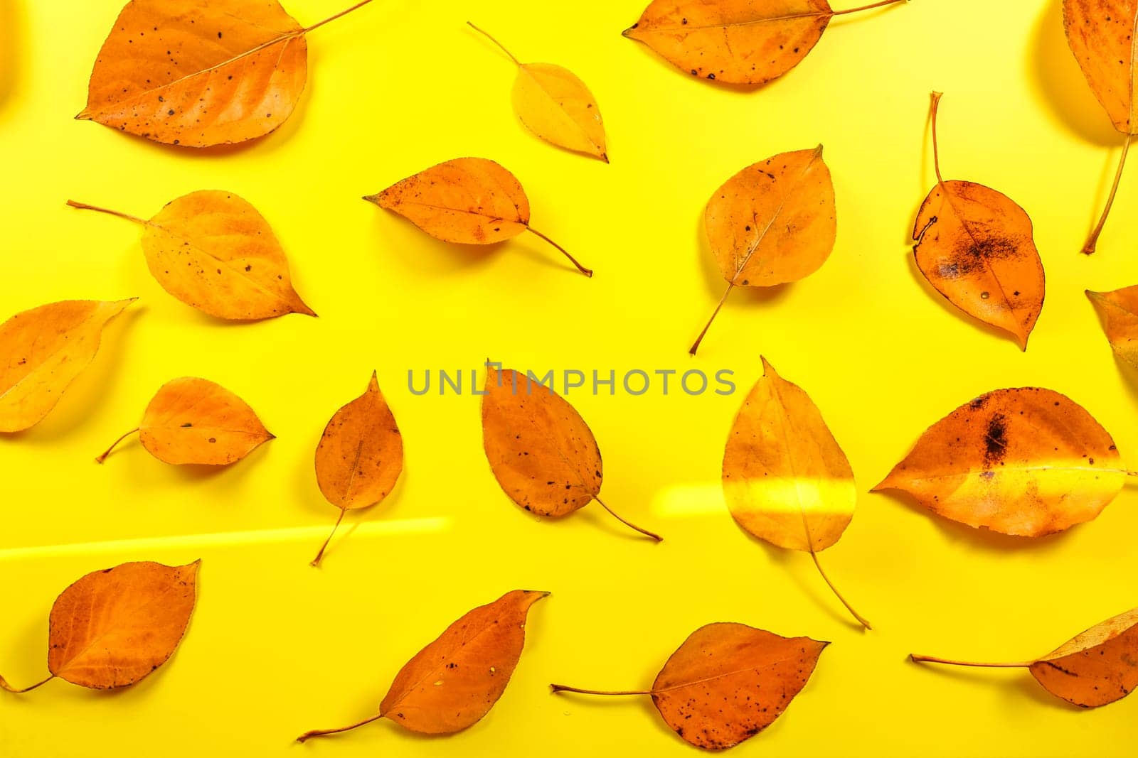 Wet autumn orange leaves on yellow board, sun shines on, view from above by Ivanko