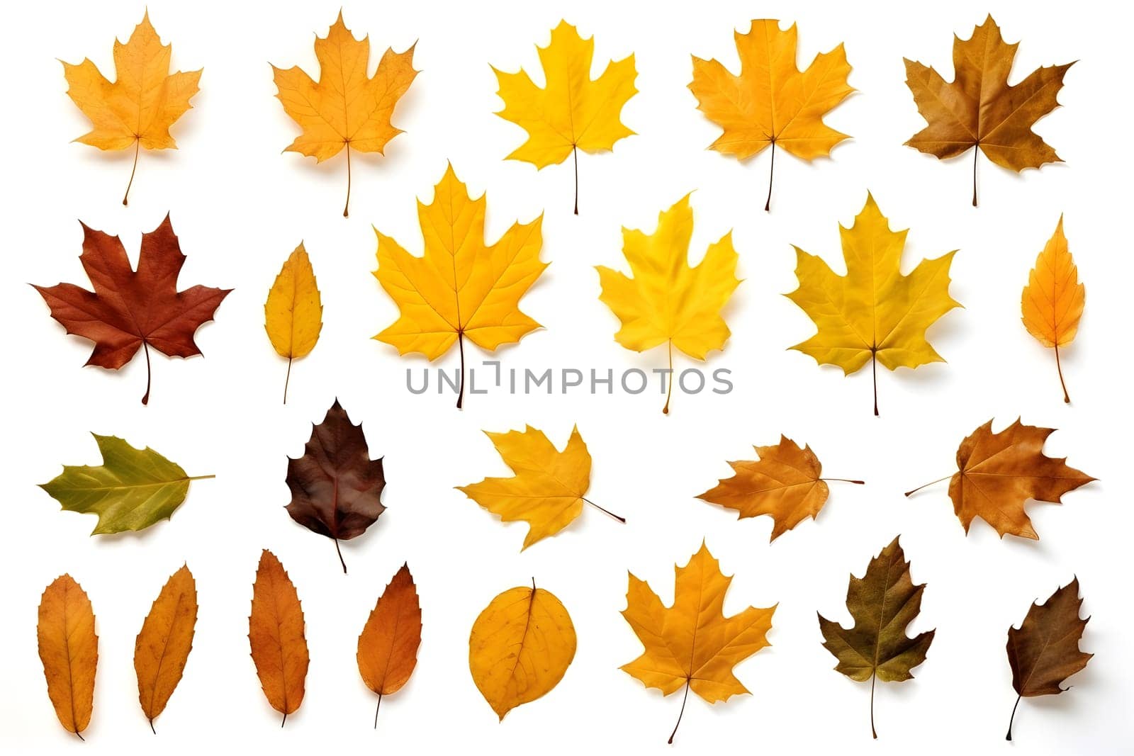 a set of different autumn leaves isolated on a white background. Flat design. autumn set. autumn elements. Maple and aspen leaves