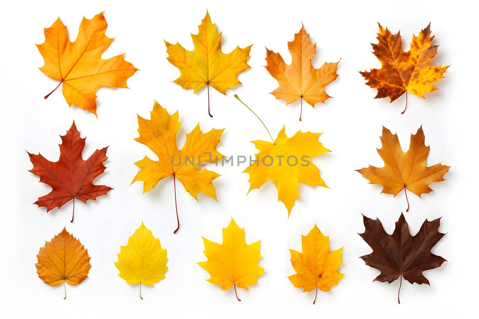 a set of different autumn leaves isolated on a white background. Flat design. autumn set. autumn elements. Maple and aspen leaves