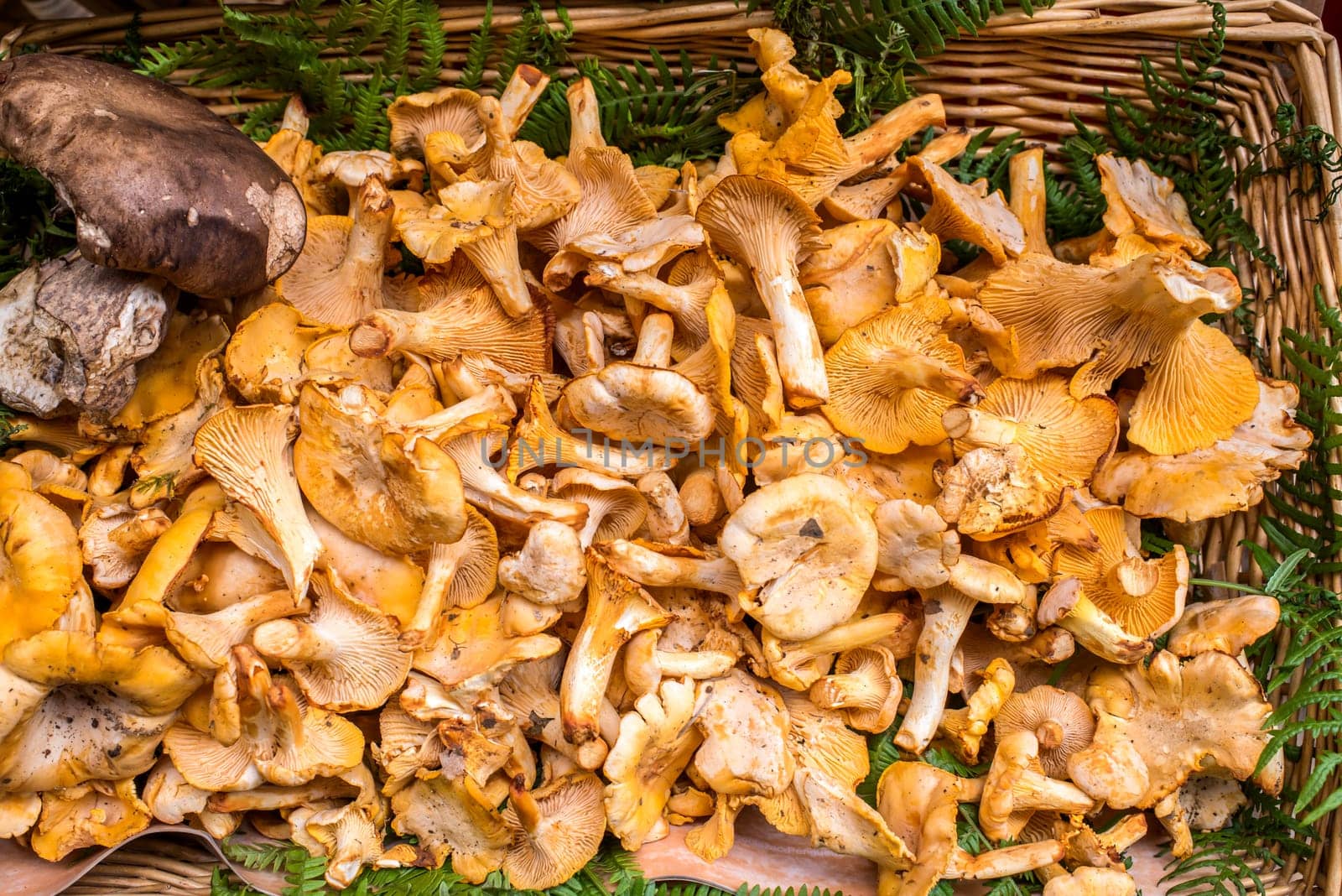 Golden Chanterelles mushroom basket dordogne perigord France