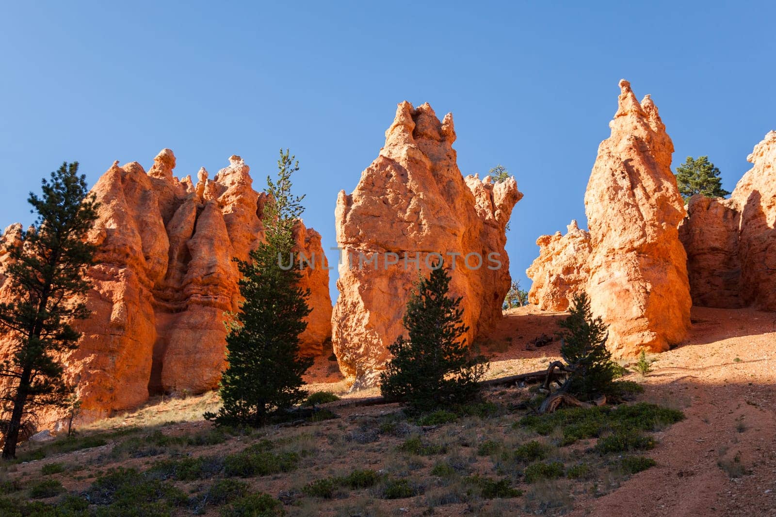 Geological formations in Bryce canyon national park in Utah  - USA