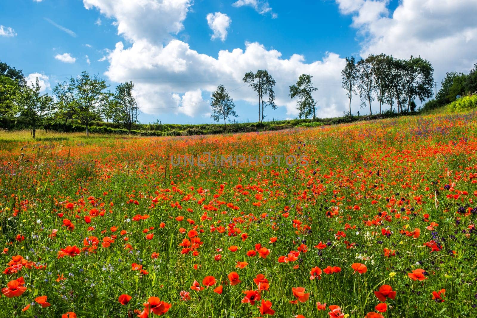 red poppy field dordogne perigord France