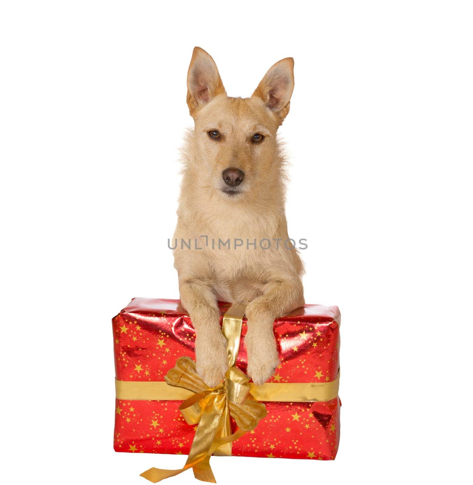 Alert golden dog lying with its paws resting on a decorative red Christmas gift with a large gold bow for your seasonal greetings card