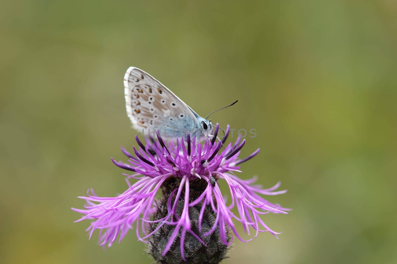 Blue on meadow knapweed