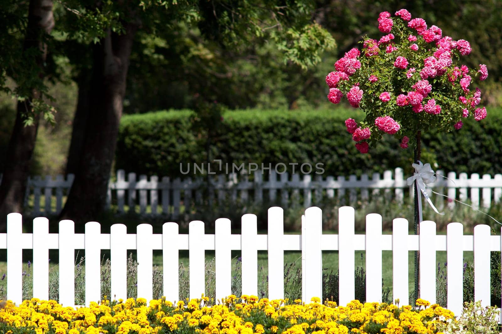 Wedding celebration,rose bush with white ribbon as decoration