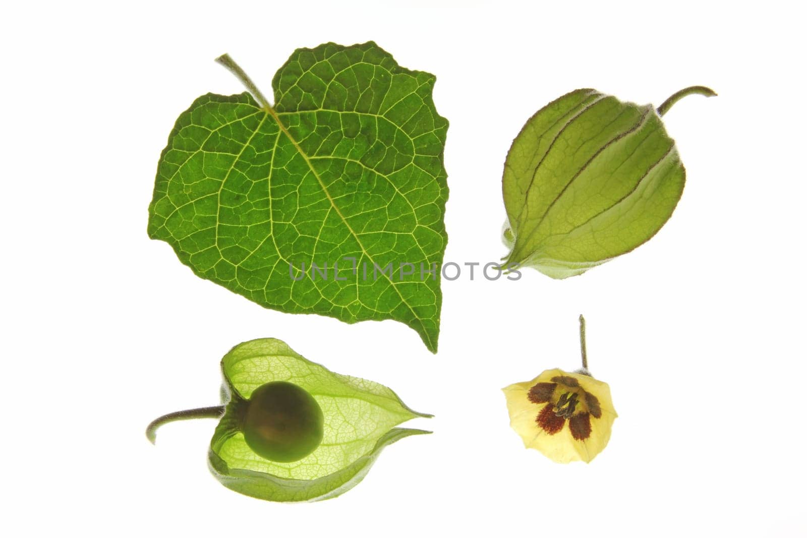 Andean berry (Physalis peruviana)