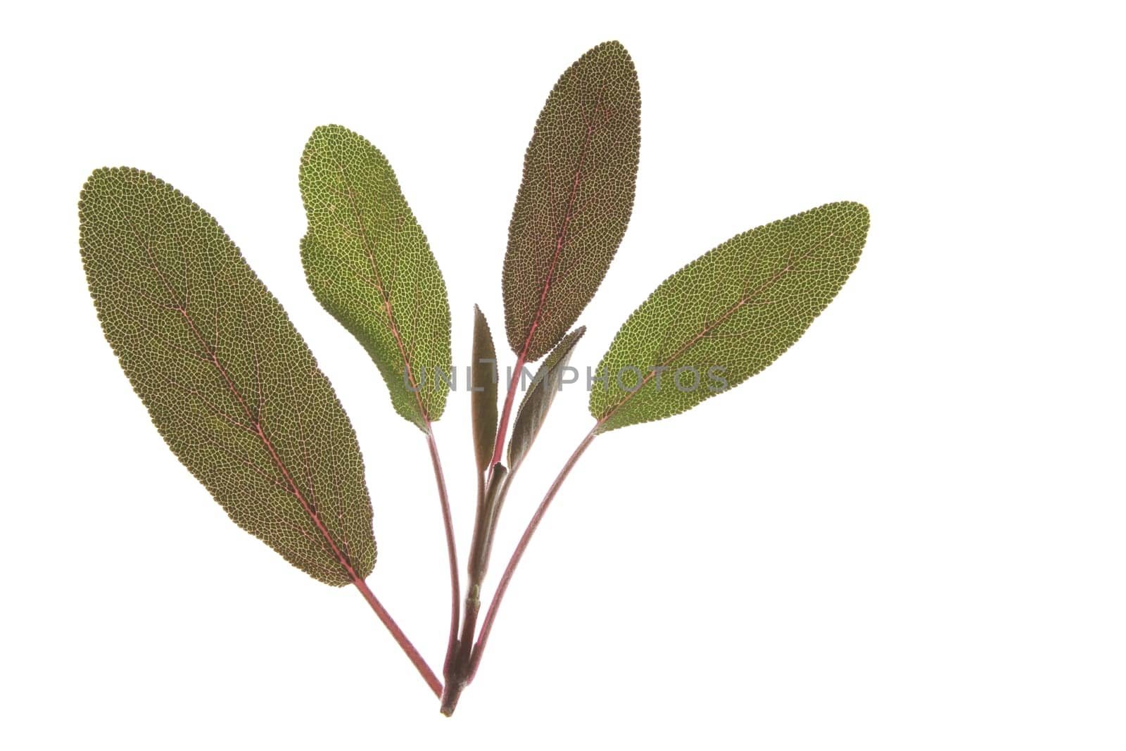 Purple sage (Salvia officinalis purpurascens)