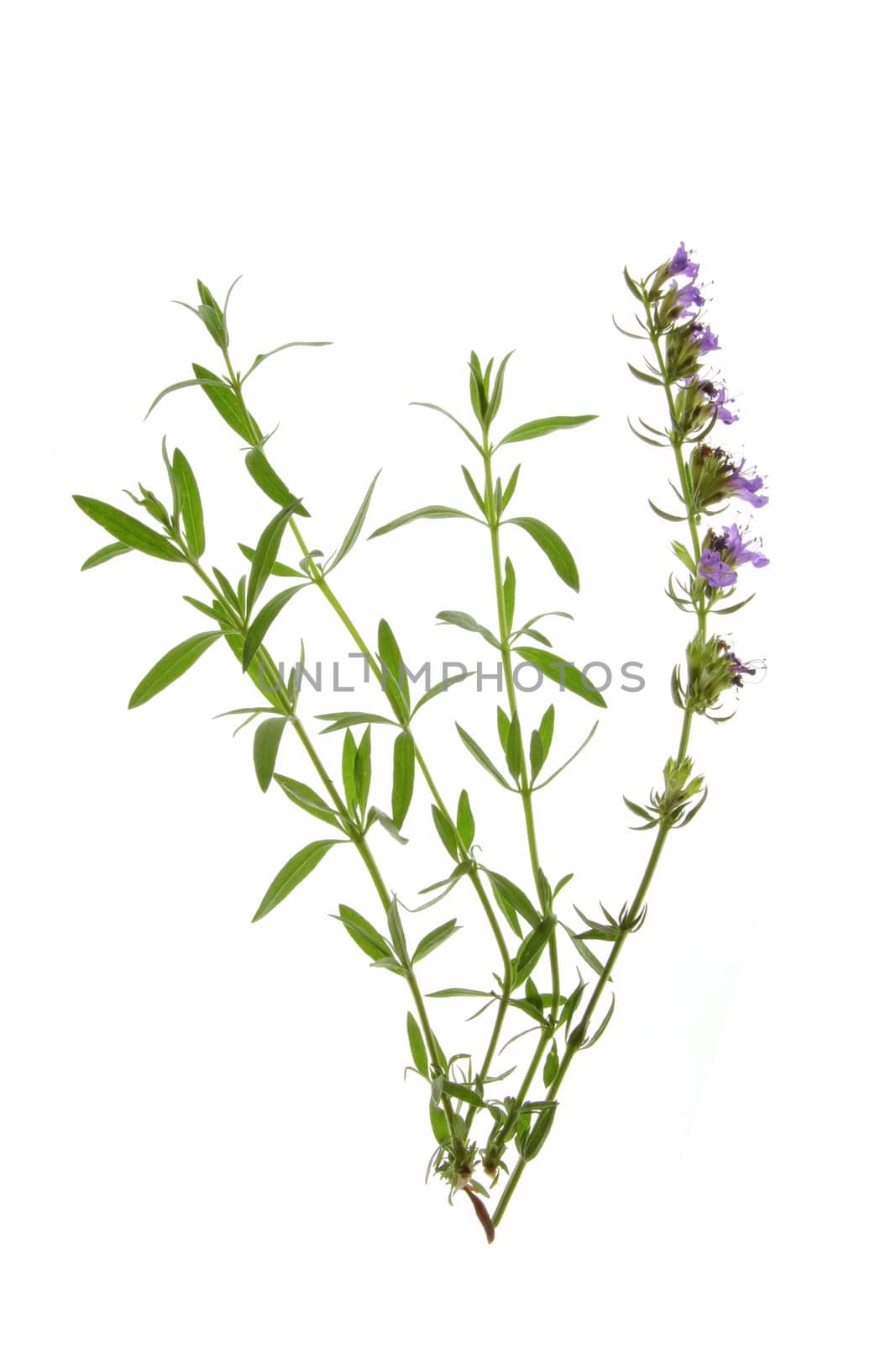 Hyssop (Hyssopus officinalis)