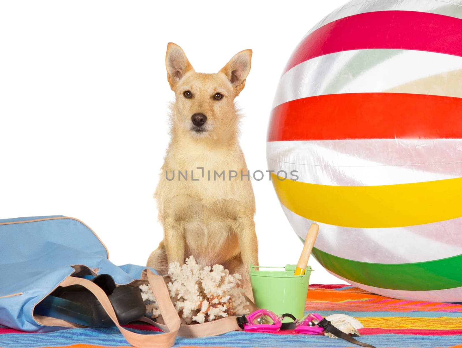 Conceptual portrait of a a cute alert golden dog sitting on a towel surrounded by a colourful striped beachball and beach gear on a seaside vacation, studio on white