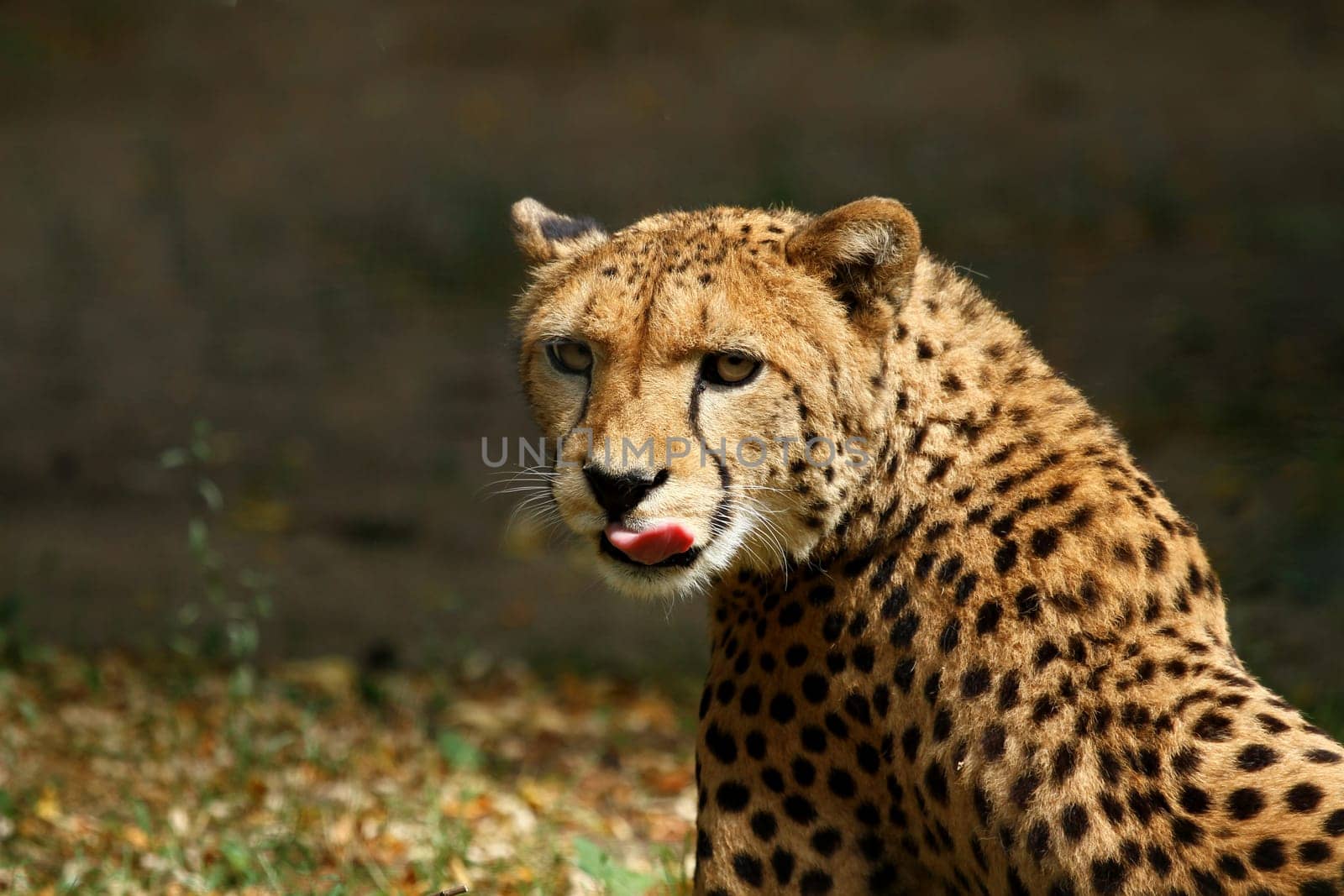 Cheetah