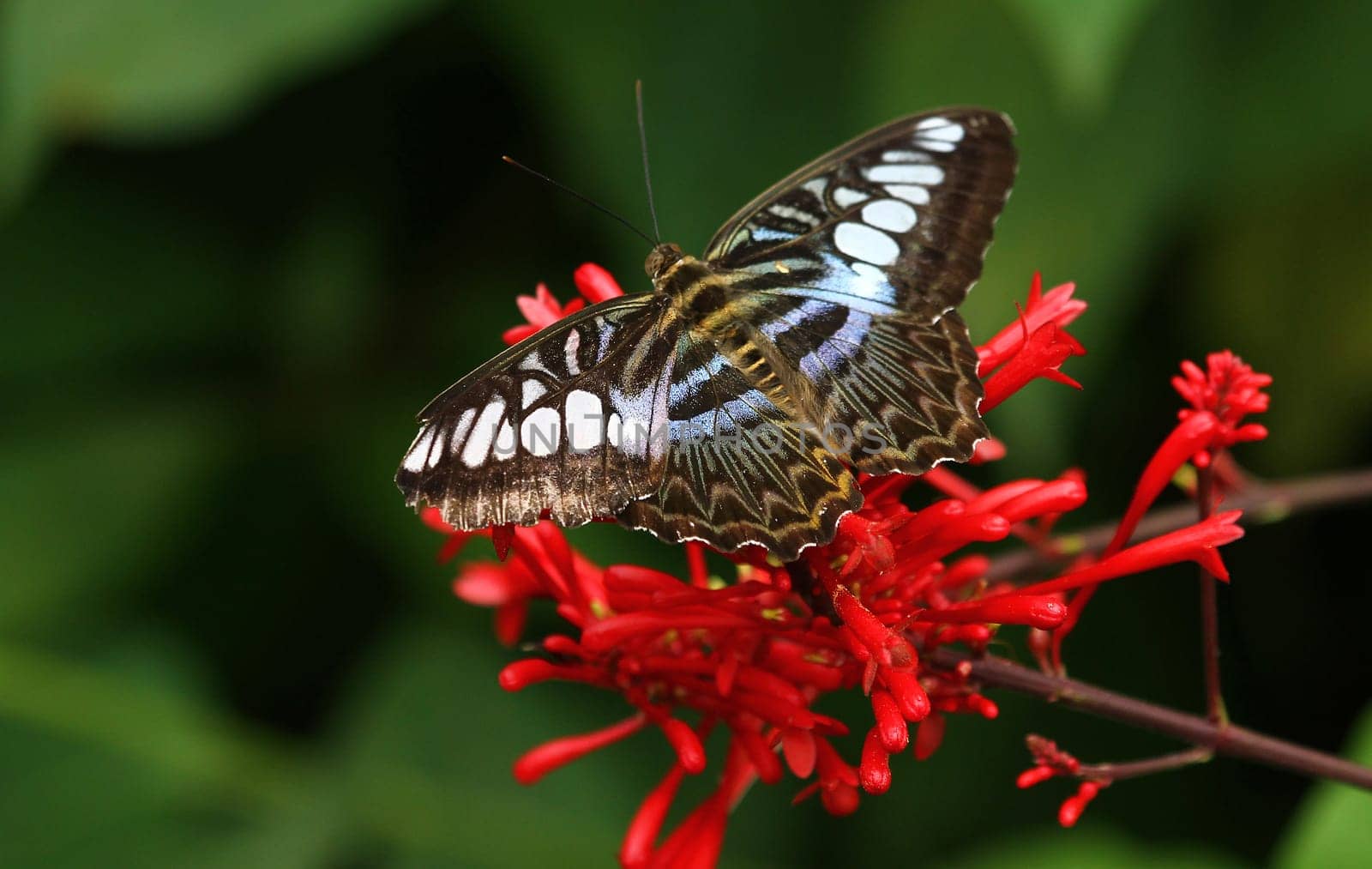Swifts (Parthenos sylvia)